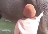 游客在越南摸大象被大象直接放倒 視頻引發(fā)關(guān)注