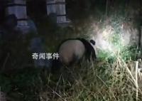 村民夜間偶遇野生大熊貓 村民拍攝記錄珍貴一刻