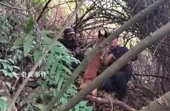 老人深山走失30小時被警犬找到