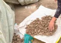 “搶藥材”村民:打過招呼能叫搶?