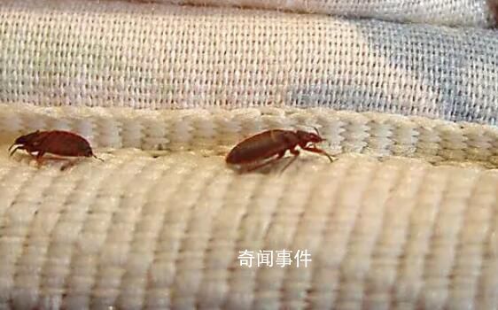 床虱危機為何席卷全球 吸食人類血液的量是蚊子的7倍