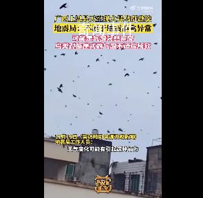 廣西一地天空現大量鳥群盤旋 網友擔心這是地震前兆