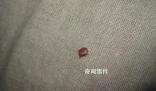 多國爆發床虱危機 已蔓延至亞洲