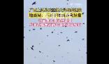廣西一地天空現大量鳥群盤旋 網友擔心這是地震前兆
