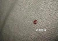 多國爆發床虱危機 已蔓延至亞洲
