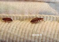 床虱危機為何席卷全球 吸食人類血液的量是蚊子的7倍