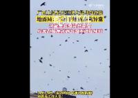 廣西一地天空現大量鳥群盤旋 網友擔心這是地震前兆