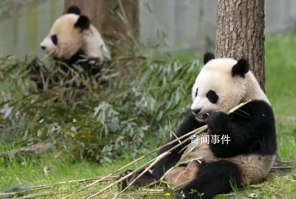 白宮稱歡迎大熊貓重返美國