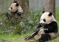 白宮稱歡迎大熊貓重返美國