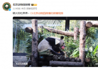 丫丫曬太陽吃果果 網友：丫丫真是越來越好看啦
