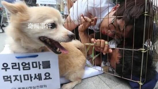 韓國(guó)從2027年開始禁食狗肉 給予狗肉從業(yè)者三年寬限期