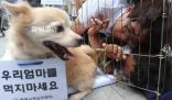 韓國從2027年開始禁食狗肉 給予狗肉從業者三年寬限期