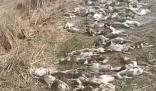 警方調查農戶4千只鴨子集體死亡 農戶能否獲得賠償