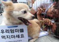 韓國從2027年開始禁食狗肉 給予狗肉從業者三年寬限期