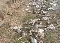 警方調查農戶4千只鴨子集體死亡 農戶能否獲得賠償