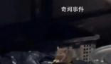 重慶火鍋店后廚老鼠吃豆芽 官方通報