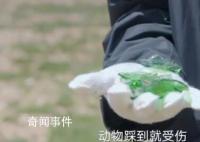 胡歌劉濤爭論用完的手紙是否帶走