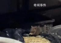 重慶火鍋店后廚老鼠吃豆芽 官方通報