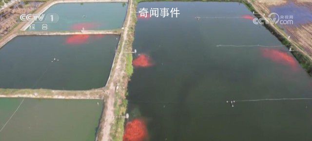 全國超六成錦鯉來自河南 小村莊水里淘金養殖全國超六成錦鯉