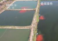 全國超六成錦鯉來自河南 小村莊水里淘金養(yǎng)殖全國超六成錦鯉