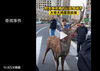 梅花鹿現身鬧市大爺大媽圍觀撫摸