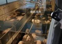 農場推一晚8888元“豬景房”