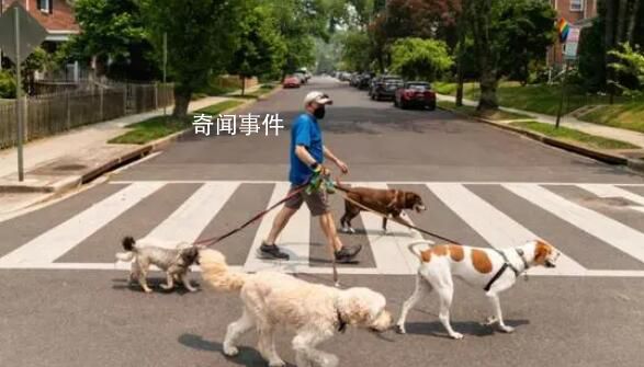 美國(guó)多州爆發(fā)神秘犬類傳染病 尚不清楚發(fā)病機(jī)理