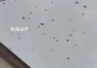 廣西辟謠飛鳥盤旋是地震前兆