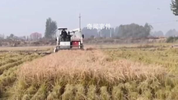 全國秋糧收購已累計超6000萬噸 各地秋糧收購正在有序展開