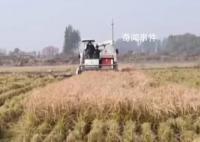 全國秋糧收購已累計超6000萬噸 各地秋糧收購正在有序展開