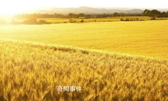 阿根廷谷物貿(mào)易幾乎癱瘓 大豆玉米和小麥均遭到了不同程度的減產(chǎn)