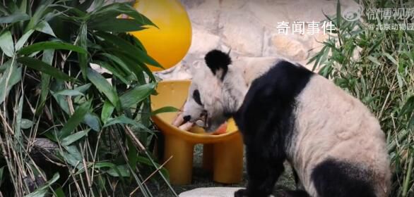 丫丫炫完筍接著炫蘋果 這個周五又看到丫丫了
