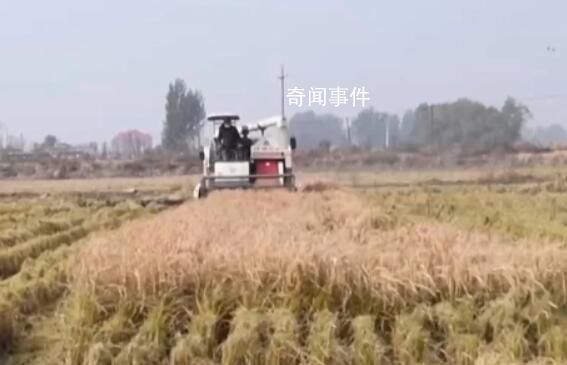 全國秋糧收購已累計超6000萬噸 收購進度約兩成左右