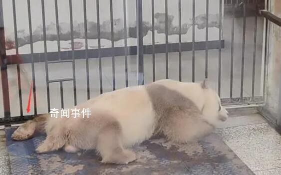 七仔連睡覺(jué)jiojio都在打拍子 實(shí)在是讓人驚嘆