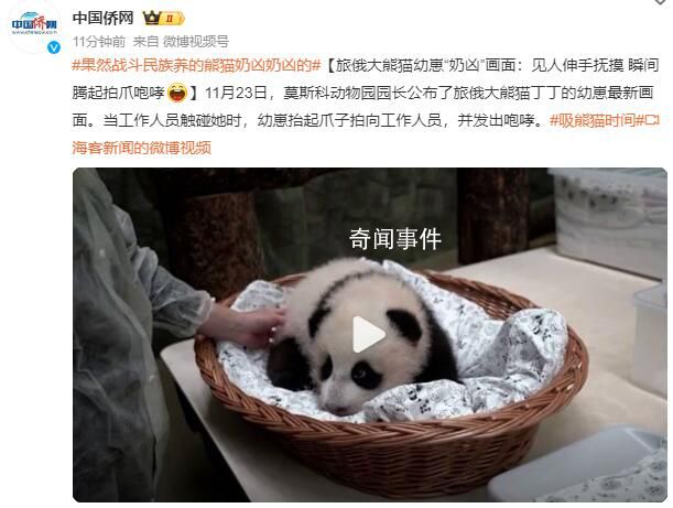 旅俄大熊貓幼崽“奶兇”畫面曝光