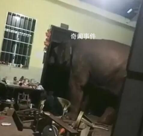 云南一網(wǎng)友吐槽大象頻繁進家 咋這么愛來我家呢