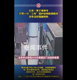 男子打死一只珠頸斑鳩被刑拘 頂風作案最終自食苦果