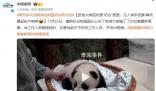 旅俄大熊貓幼崽“奶兇”畫面曝光