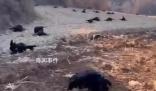 80余只羊田間中毒死亡 警方發懸賞