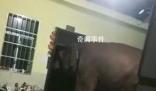 云南一網友吐槽大象頻繁進家 咋這么愛來我家呢