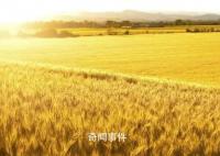 阿根廷谷物貿(mào)易幾乎癱瘓 大豆玉米和小麥均遭到了不同程度的減產(chǎn)