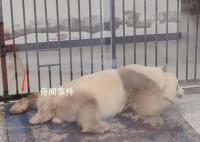 七仔連睡覺jiojio都在打拍子 實在是讓人驚嘆