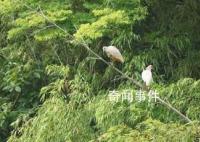 中國贈日本朱鹮死亡 曾受雷聲驚嚇