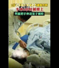 男童手臂伸進籠子被藏獒咬斷 手術差不多花了6個小時