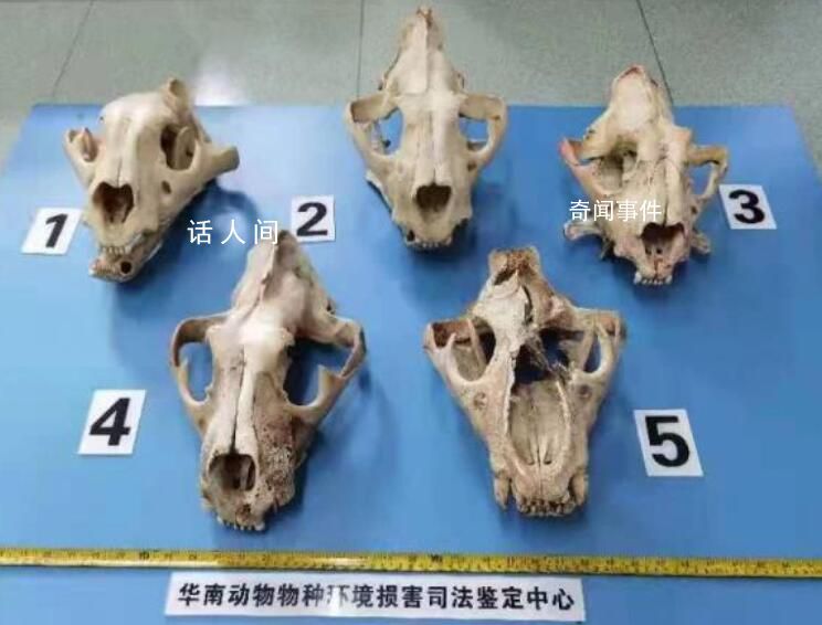 主任為科研自費13萬非法收購虎骨