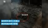 K7541列車與兩頭野豬相撞致晚點 引發輿論關注