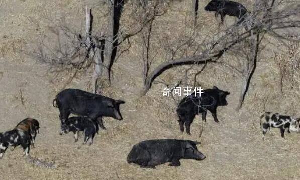 加拿大“超級豬”數量激增
