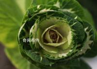 淄博采購滯銷白菜免費發放給市民 志愿者助力菜農傳遞愛心溫暖