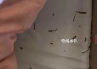 小貓偷吃20根蟲草主人含淚賠2千