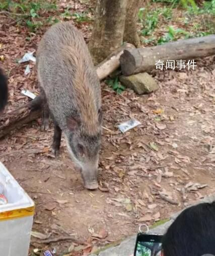 深圳一景區野豬被投喂成網紅豬